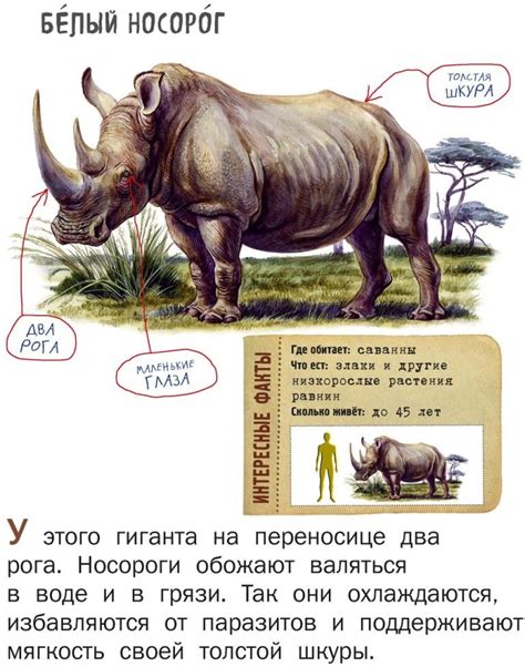 Носорог и мужская сила: источник вдохновения или угроза?