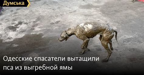 Ночной символ: тайное значение спасения пса из ямы