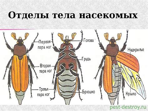 Обзор простых глаз у насекомых: особенности и функции