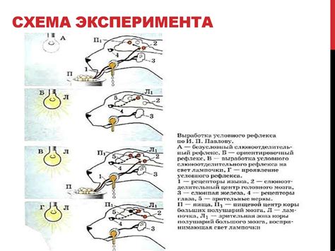 Облизывание лапы: инстинктивное или рефлекторное поведение?