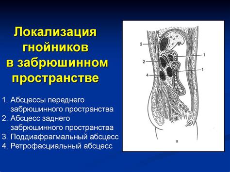 Образование забрюшинного пространства в эмбриональном развитии