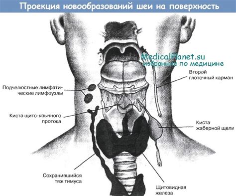 Образование на боковой стороне шеи: важная информация