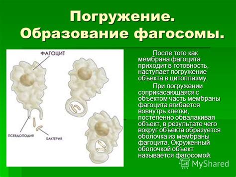 Образование фагосомы и его последующая обработка