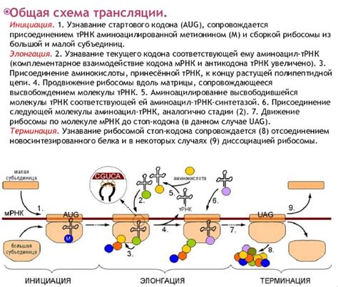 Обратная реакция и ее значение