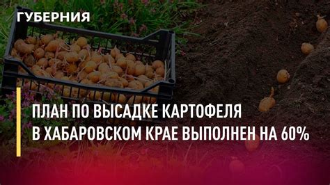 Общая символика снов о высадке картофеля