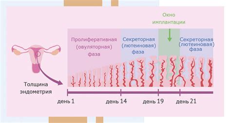 Объяснение фазы созревания эндометрия