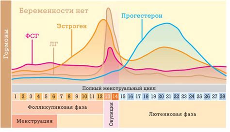 Овуляторная фаза у женщин: физиологический процесс и его роль