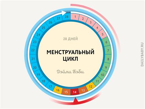 Овуляция: самый благоприятный период для зачатия