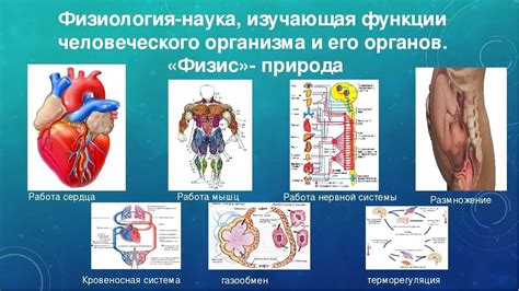 Овуляция и физиология тела