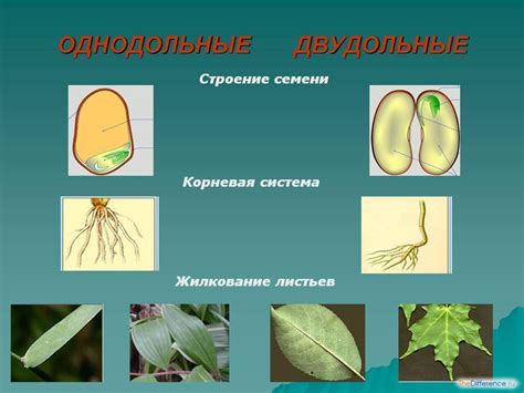 Однодольные растения: примеры и роль в природе