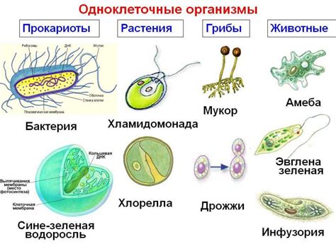 Одноклеточные и многоклеточные организмы: различия и особенности