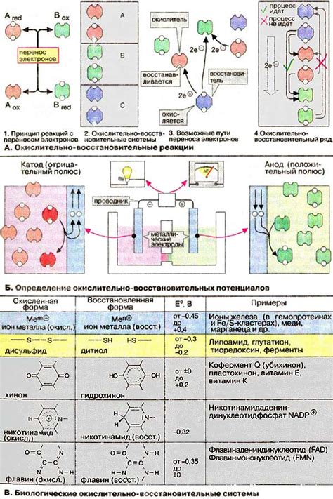 Окислительно-восстановительные процессы