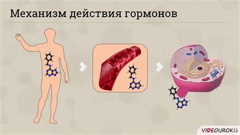 Ооцит м2: его роль в развитии организма