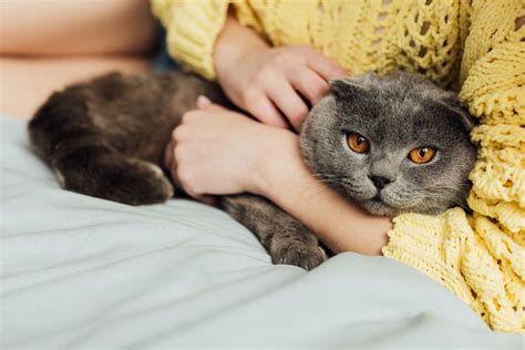 Опасно ли дрожание котов при болезни