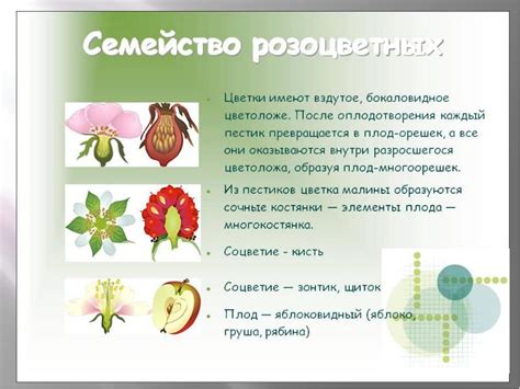 Описание и классификация семейства розоцветные