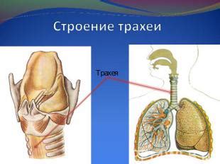 Описание трех отделов трахеи и их функций