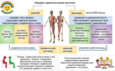 Опорно-двигательная система и его вклад в возникновение болей во всей ноге