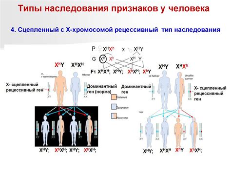 Определение аутосомных несцепленных признаков