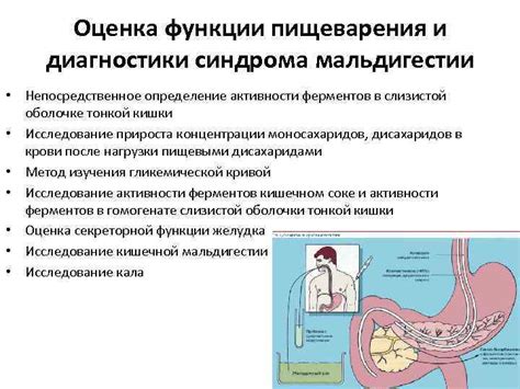 Определение внутриклеточного пищеварения