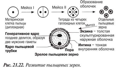 Определение генеративной клетки