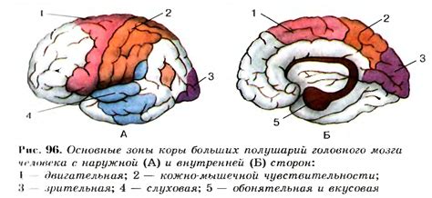 Определение гиподенсивных очагов головного мозга