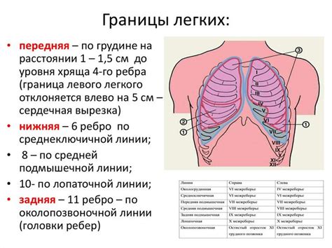 Определение границ легких