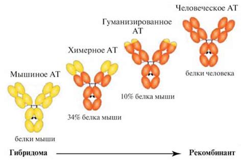 Определение гуманизированного моноклонального антитела