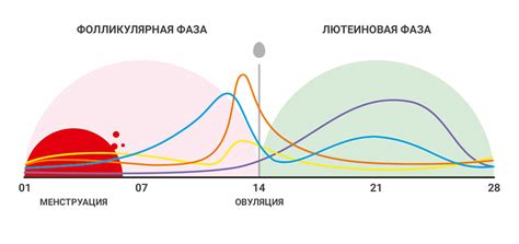 Определение дня цикла