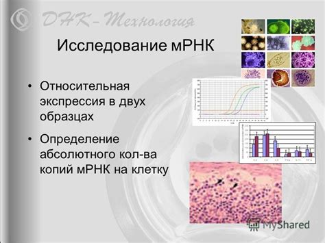 Определение живых мертвых мРНК