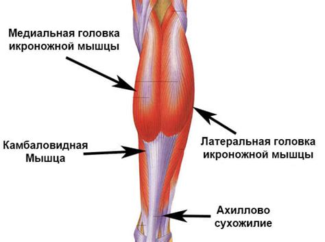 Определение икры человека