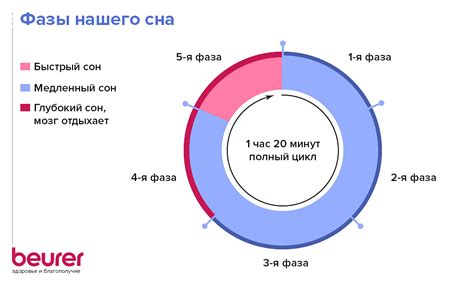 Определение и длительность фазы