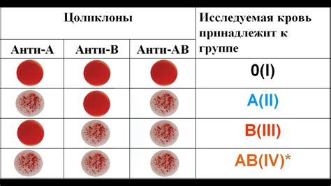 Определение и значение группы крови 1 положительная