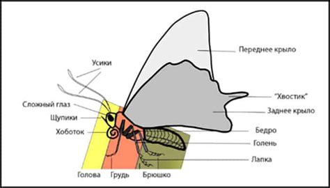 Определение и значение костей бабочки