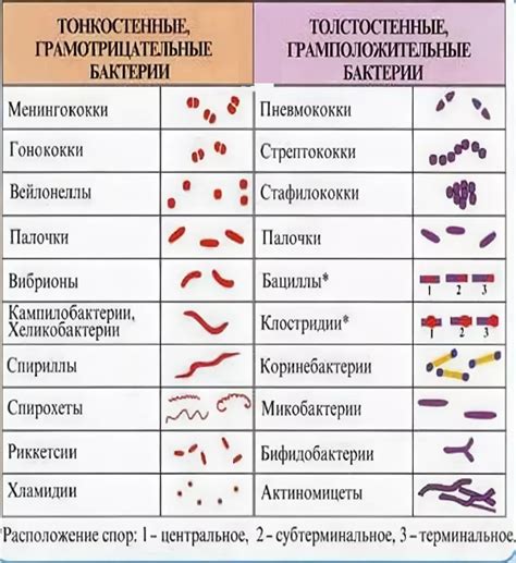 Определение и классификация условно патогенных бактерий