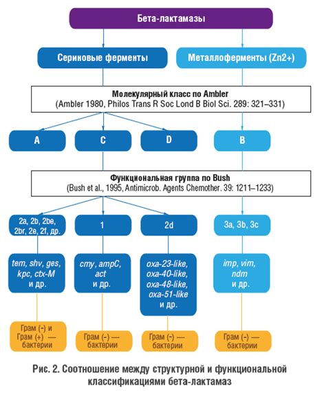 Определение и роль карбапенемазы в бактериальной резистентности