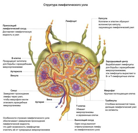 Определение и структура лимфоузла