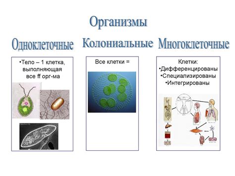 Определение и сущность понятия "организменный уровень"