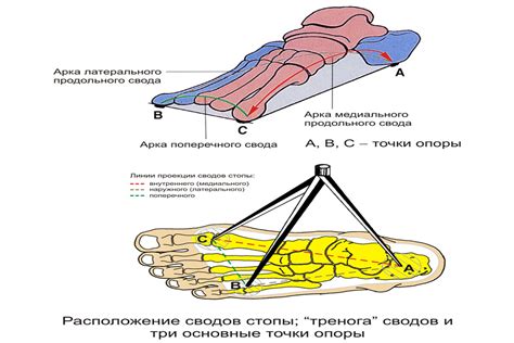 Определение и функции римской стопы