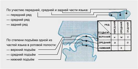 Определение и характеристика звуков