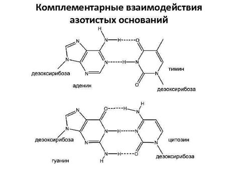 Определение комплементарных азотистых оснований