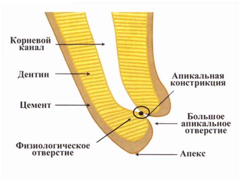 Определение корневого раздела