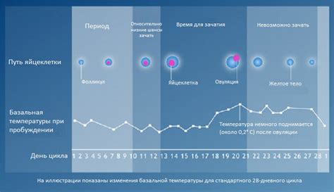 Определение момента наступления овуляции