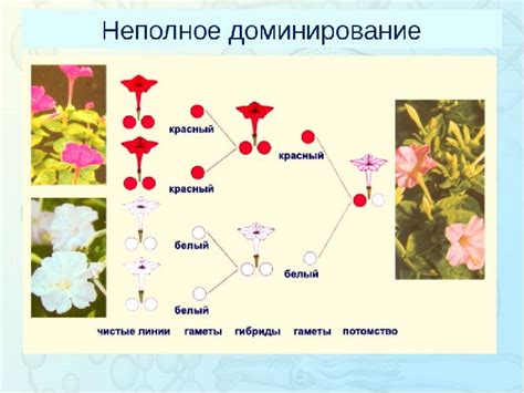 Определение неполного доминирования признака