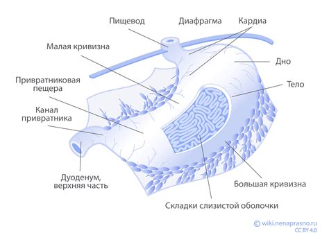 Определение нормацидности желудка