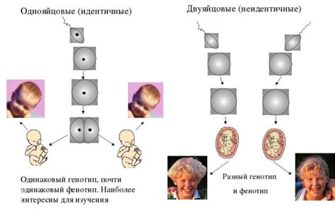 Определение однояйцевых детей