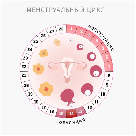 Определение первого дня месячных: что нужно знать?