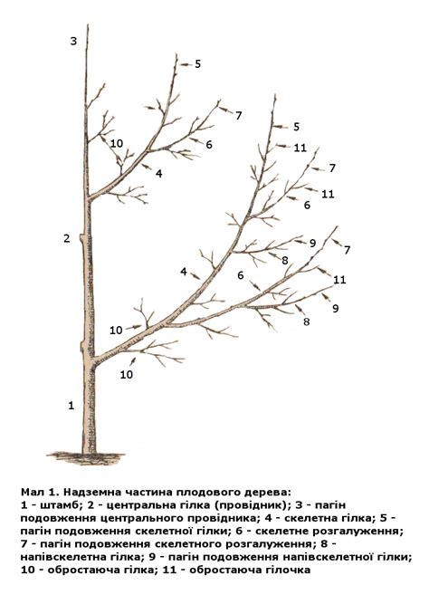 Определение плодового дерева