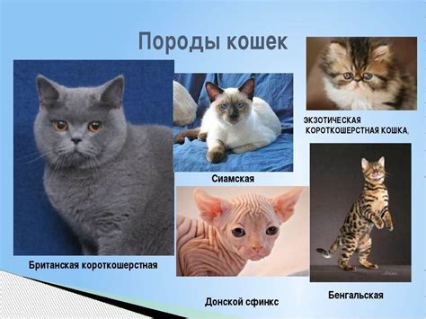 Определение породы кота: критерии чистоты