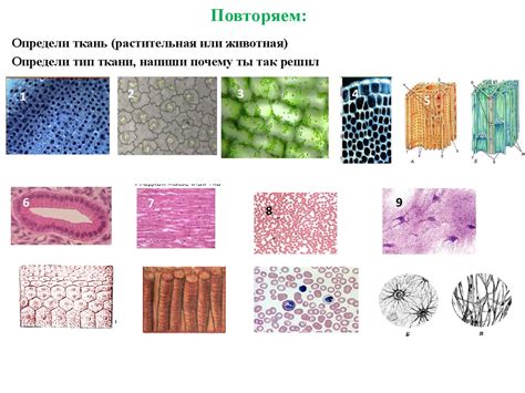 Определение ригидной ткани