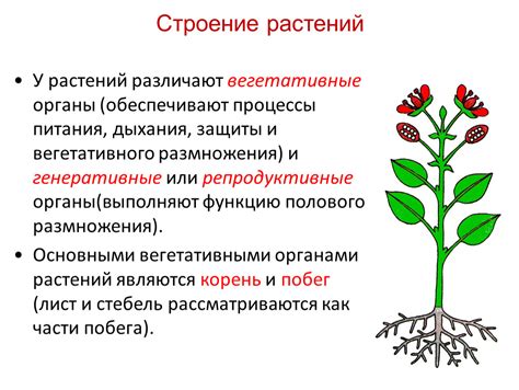 Определение самоплодных растений